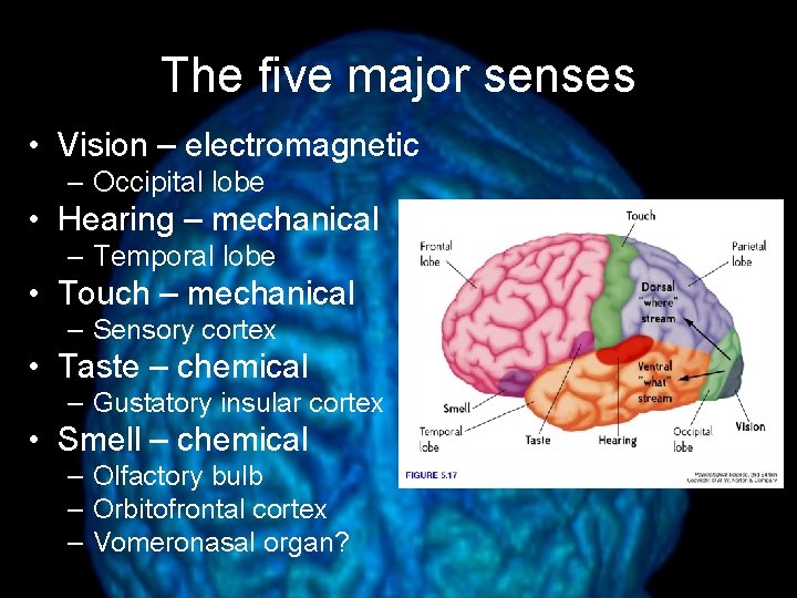 The five major senses • Vision – electromagnetic – Occipital lobe • Hearing –