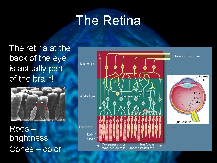The Retina The retina at the back of the eye is actually part of