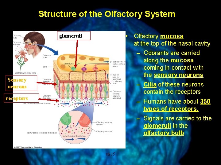 Structure of the Olfactory System • Olfactory mucosa is located at the top of