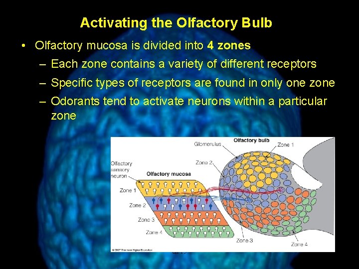 Activating the Olfactory Bulb • Olfactory mucosa is divided into 4 zones – Each