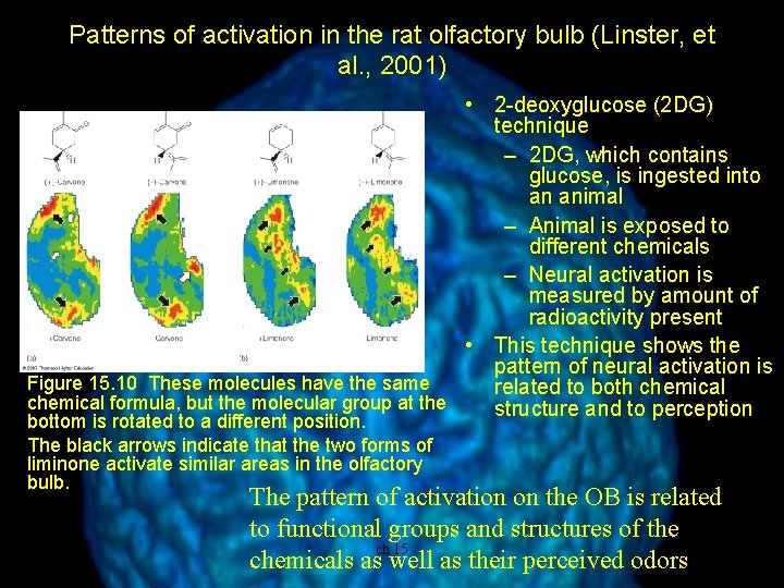 Patterns of activation in the rat olfactory bulb (Linster, et al. , 2001) •