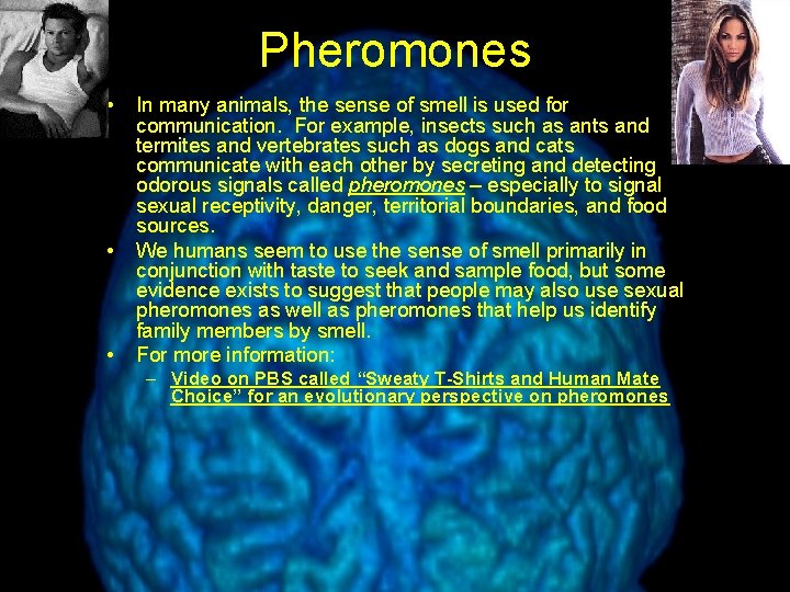Pheromones • • • In many animals, the sense of smell is used for