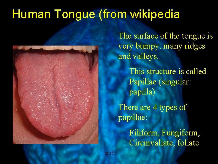 Human Tongue (from wikipedia) The surface of the tongue is very bumpy: many ridges