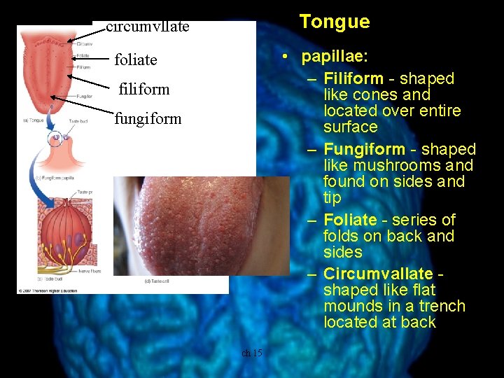 Tongue circumvllate • papillae: – Filiform - shaped like cones and located over entire
