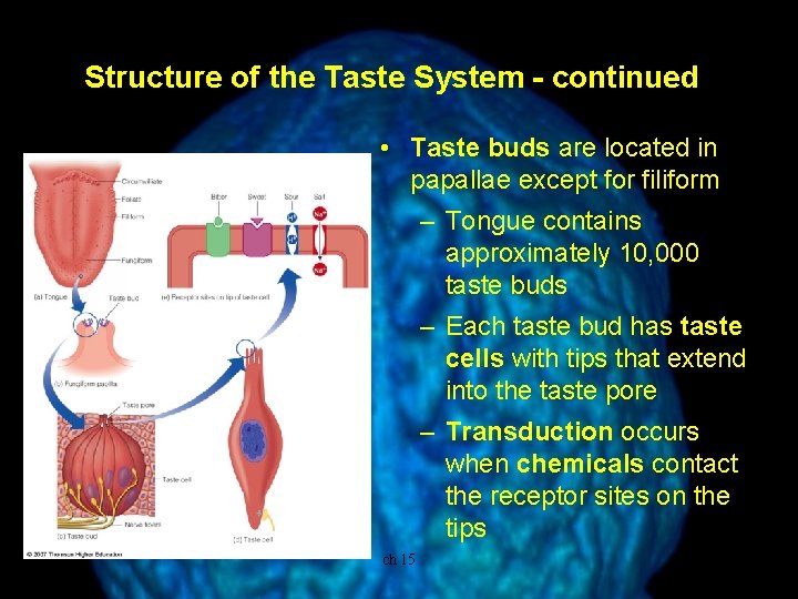 Structure of the Taste System - continued • Taste buds are located in papallae