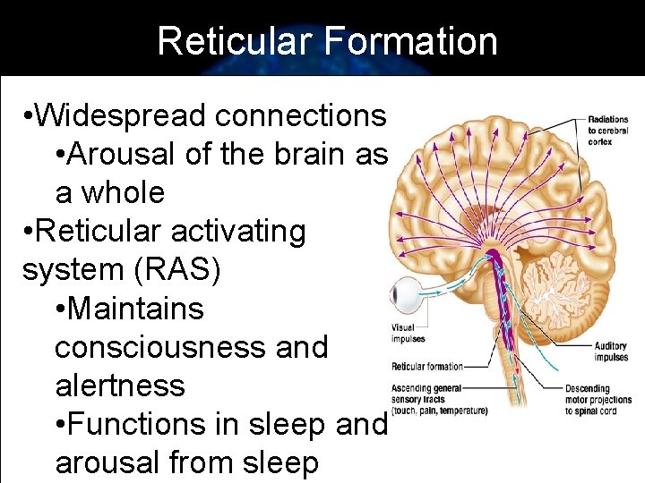 Reticular Formation • Widespread connections • Arousal of the brain as a whole •