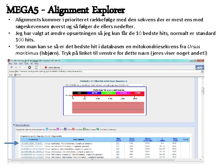 MEGA 5 - Alignment Explorer • Alignments kommer i prioriteret rækkefølge med den sekvens