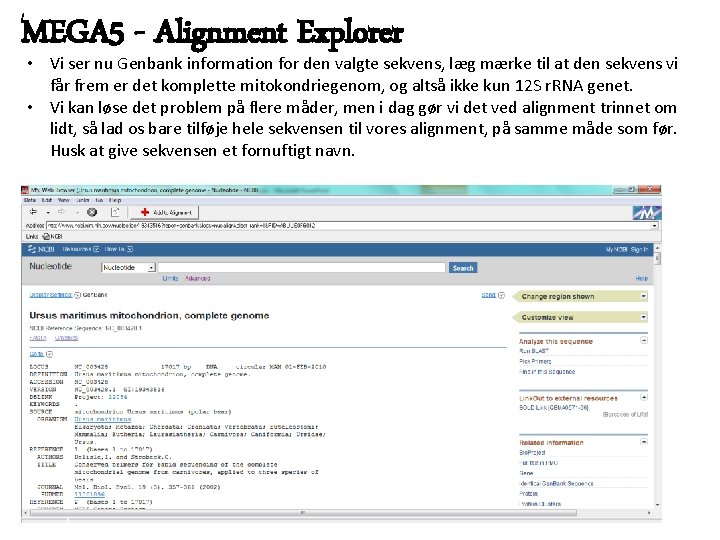 MEGA 5 - Alignment Explorer • Vi ser nu Genbank information for den valgte