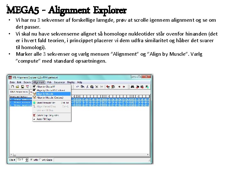 MEGA 5 - Alignment Explorer • Vi har nu 3 sekvenser af forskellige længde,