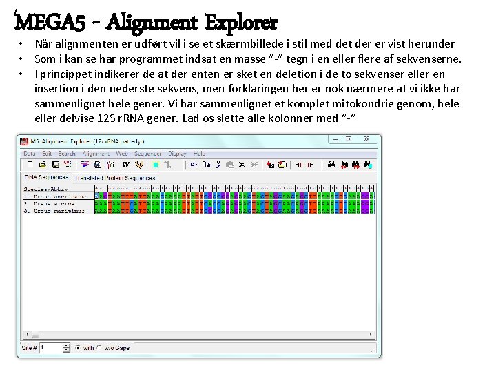 MEGA 5 - Alignment Explorer • Når alignmenten er udført vil i se et