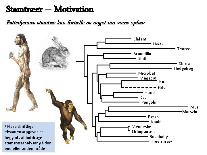 Stamtræer – Motivation Pattedyrenes stamtræ kan fortælle os noget om vores ophav Elefant Hyrax