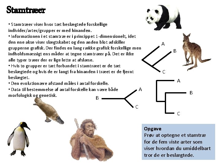 Stamtræer • Stamtræer viser hvor tæt beslægtede forskellige individer/arter/grupper er med hinanden. • Informationen