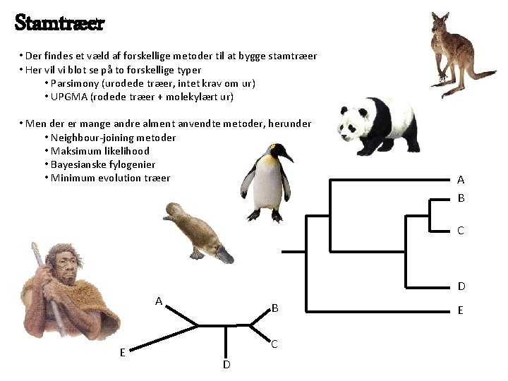 Stamtræer • Der findes et væld af forskellige metoder til at bygge stamtræer •