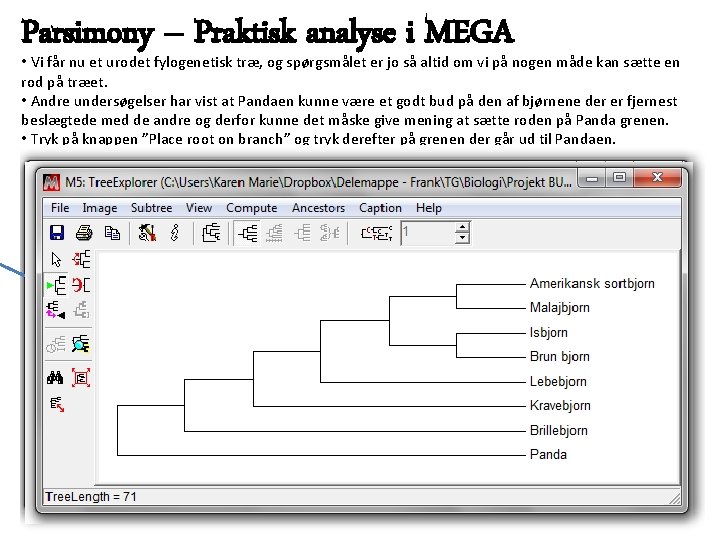 Parsimony – Praktisk analyse i MEGA • Vi får nu et urodet fylogenetisk træ,