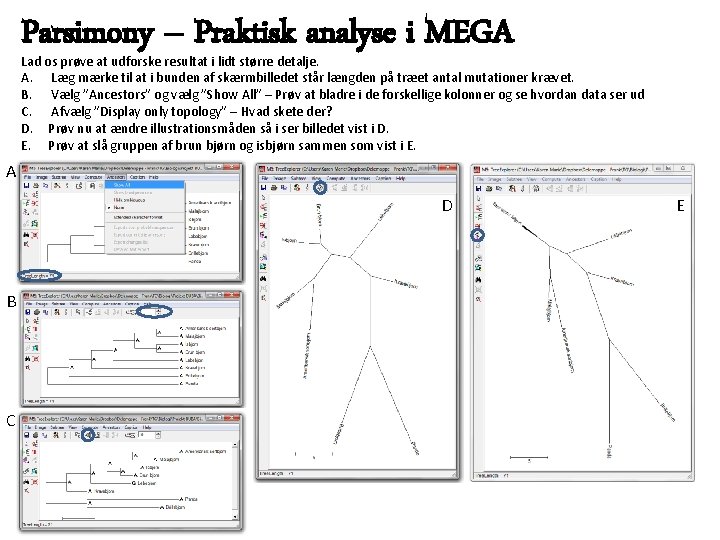 Parsimony – Praktisk analyse i MEGA Lad os prøve at udforske resultat i lidt