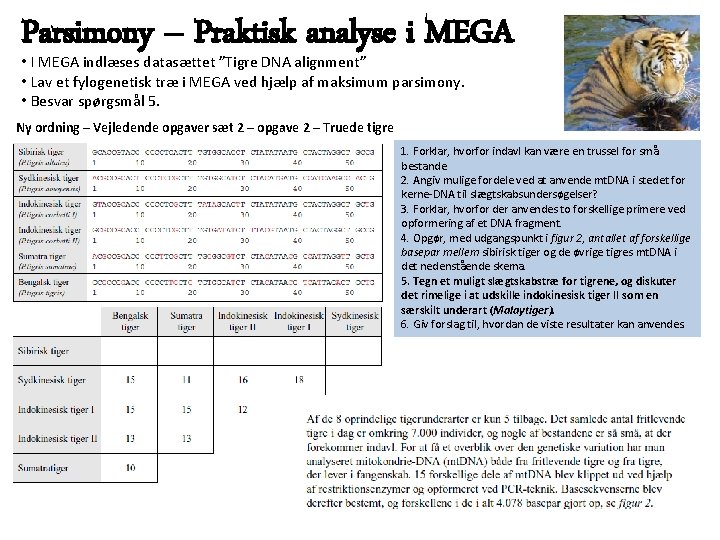 Parsimony – Praktisk analyse i MEGA • I MEGA indlæses datasættet ”Tigre DNA alignment”