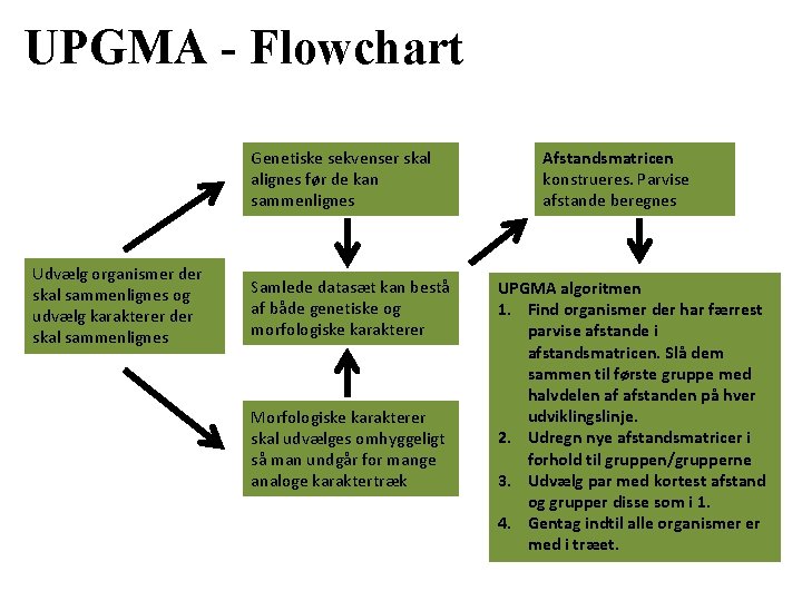 UPGMA - Flowchart Genetiske sekvenser skal alignes før de kan sammenlignes Udvælg organismer der