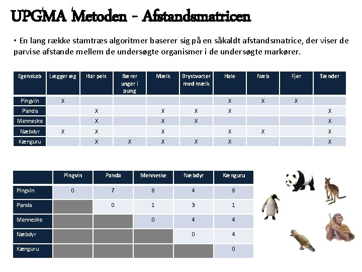UPGMA Metoden - Afstandsmatricen • En lang række stamtræs algoritmer baserer sig på en