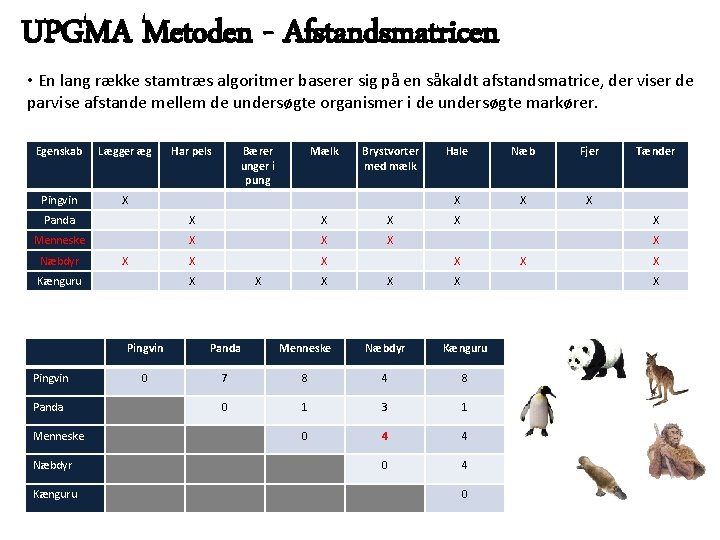 UPGMA Metoden - Afstandsmatricen • En lang række stamtræs algoritmer baserer sig på en