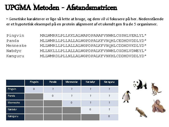 UPGMA Metoden - Afstandsmatricen • Genetiske karakterer er lige så lette at bruge, og