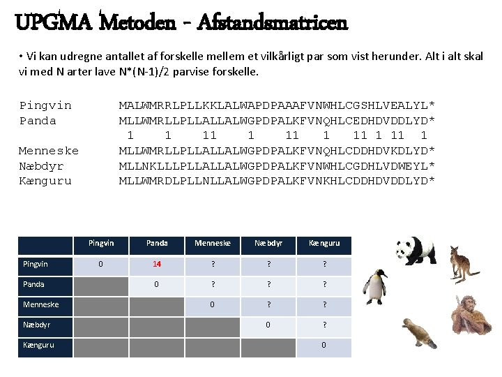 UPGMA Metoden - Afstandsmatricen • Vi kan udregne antallet af forskelle mellem et vilkårligt