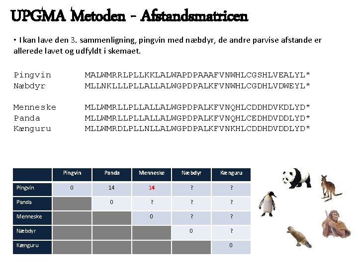 UPGMA Metoden - Afstandsmatricen • I kan lave den 3. sammenligning, pingvin med næbdyr,