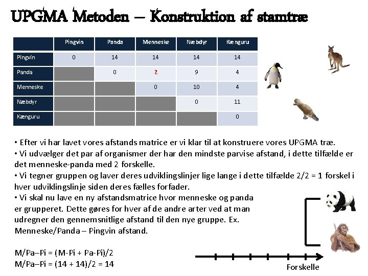 UPGMA Metoden – Konstruktion af stamtræ Pingvin Panda Menneske Næbdyr Kænguru 0 14 14