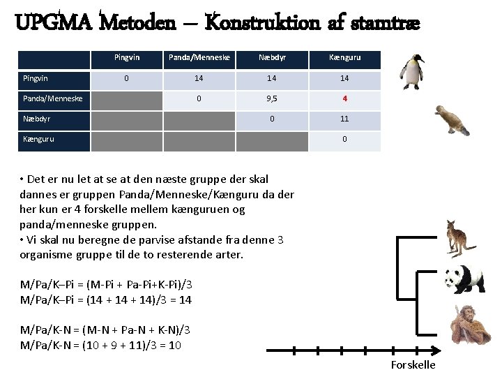 UPGMA Metoden – Konstruktion af stamtræ Pingvin Panda/Menneske Næbdyr Kænguru 0 14 14 14