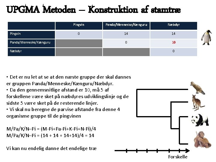 UPGMA Metoden – Konstruktion af stamtræ Pingvin Panda/Menneske/Kænguru Næbdyr 0 14 14 0 10