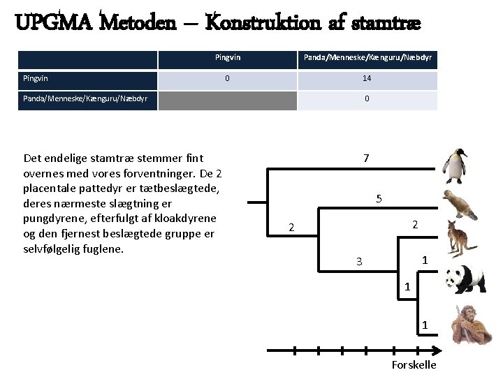 UPGMA Metoden – Konstruktion af stamtræ Pingvin Panda/Menneske/Kænguru/Næbdyr 0 14 Pingvin Panda/Menneske/Kænguru/Næbdyr 0 Det