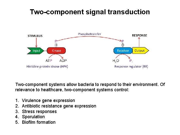 Two-component signal transduction Two-component systems allow bacteria to respond to their environment. Of relevance