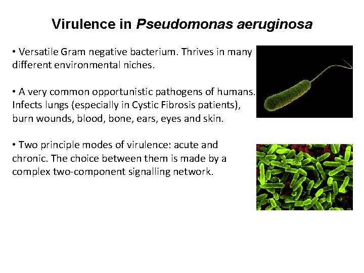 Virulence in Pseudomonas aeruginosa • Versatile Gram negative bacterium. Thrives in many different environmental