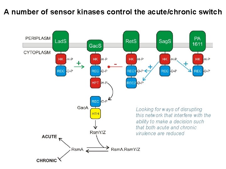 A number of sensor kinases control the acute/chronic switch Looking for ways of disrupting