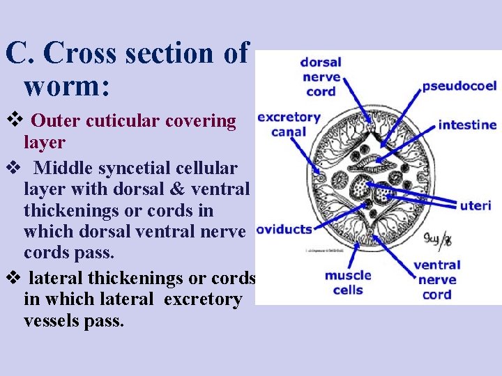 C. Cross section of worm: v Outer cuticular covering layer v Middle syncetial cellular