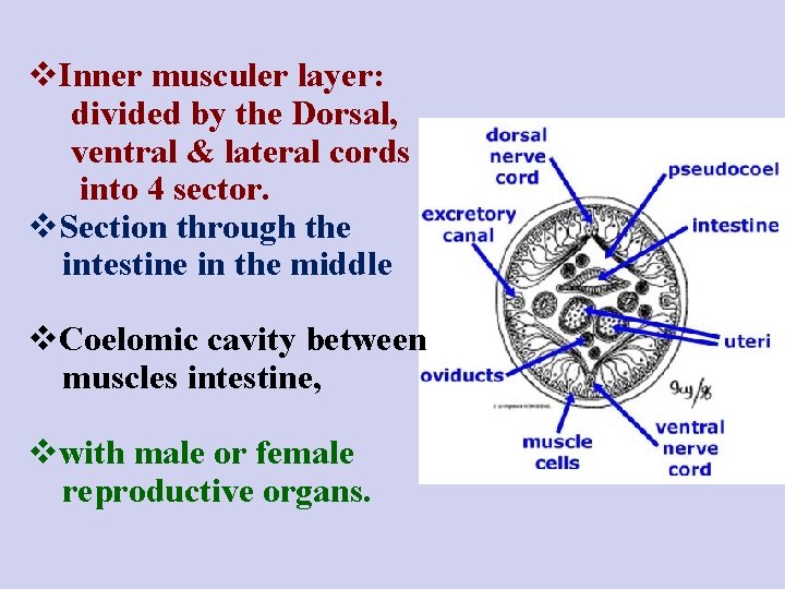 v. Inner musculer layer: divided by the Dorsal, ventral & lateral cords into 4