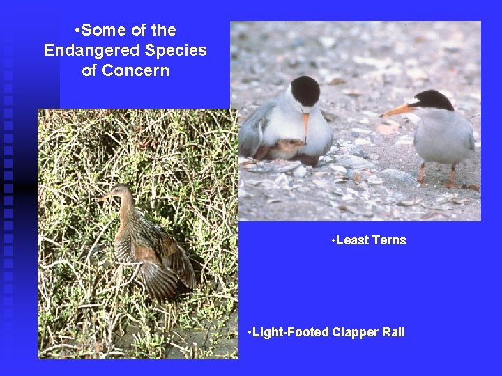  • Some of the Endangered Species of Concern • Least Terns • Light-Footed