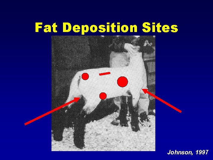 Fat Deposition Sites Johnson, 1997 