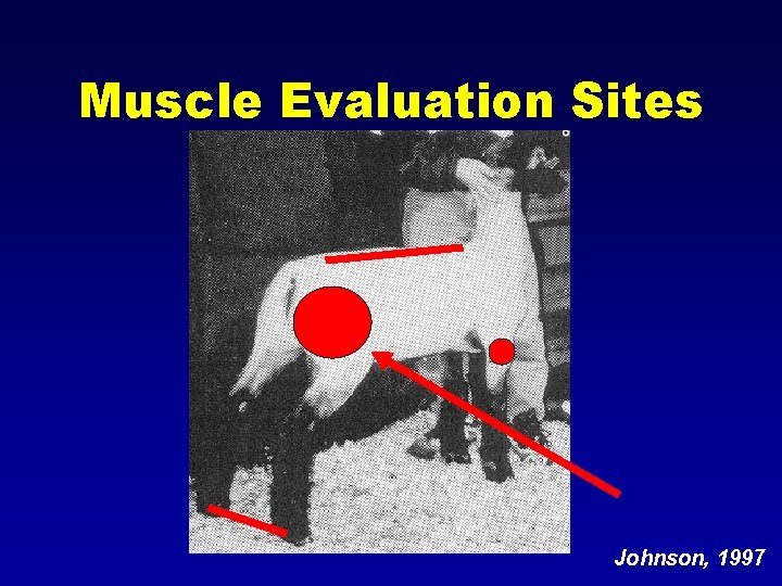 Muscle Evaluation Sites Johnson, 1997 