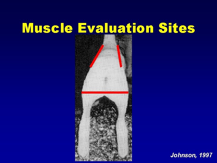 Muscle Evaluation Sites Johnson, 1997 