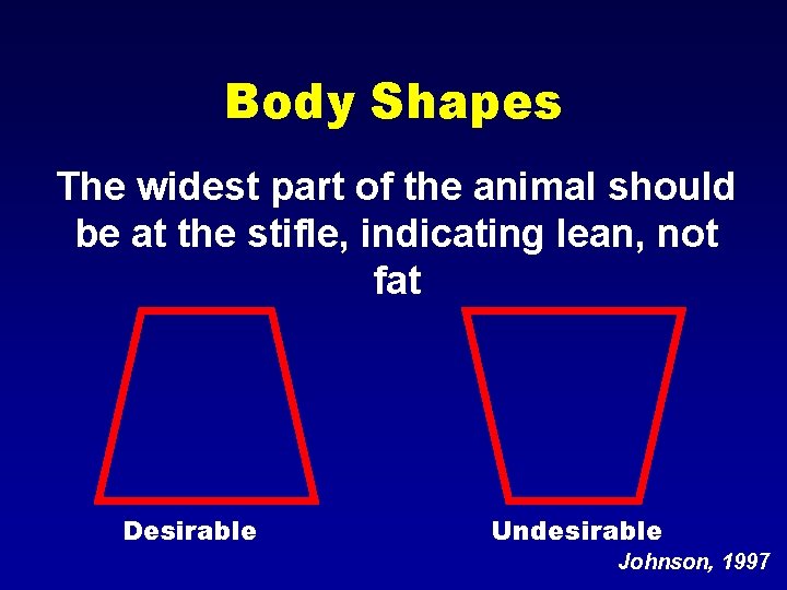 Body Shapes The widest part of the animal should be at the stifle, indicating