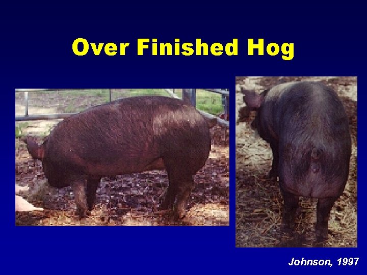 Over Finished Hog Johnson, 1997 