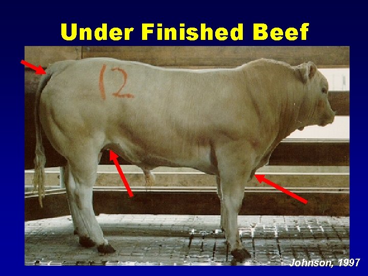 Under Finished Beef Johnson, 1997 