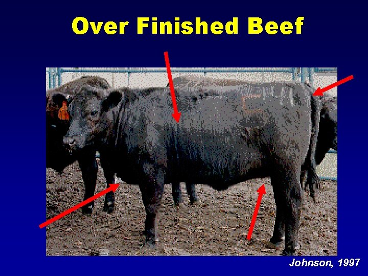 Over Finished Beef Johnson, 1997 