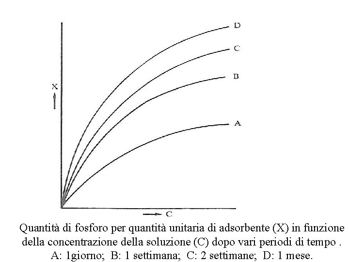 Quantità di fosforo per quantità unitaria di adsorbente (X) in funzione della concentrazione della