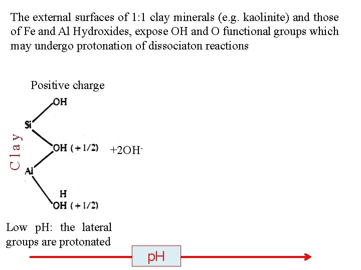 The external surfaces of 1: 1 clay minerals (e. g. kaolinite) and those of