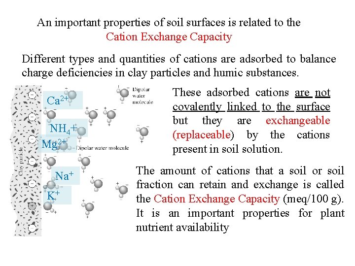 An important properties of soil surfaces is related to the Cation Exchange Capacity Different