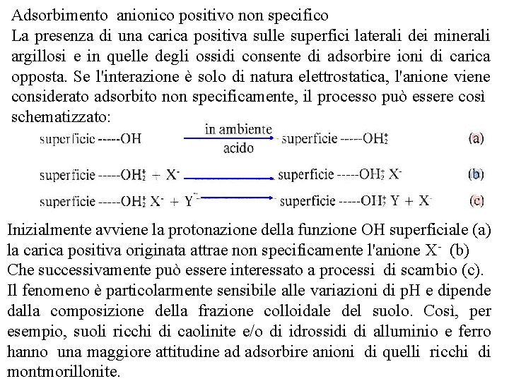 Adsorbimento anionico positivo non specifico La presenza di una carica positiva sulle superfici laterali