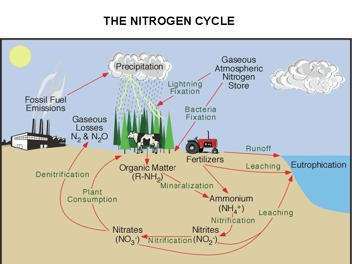 THE NITROGEN CYCLE 