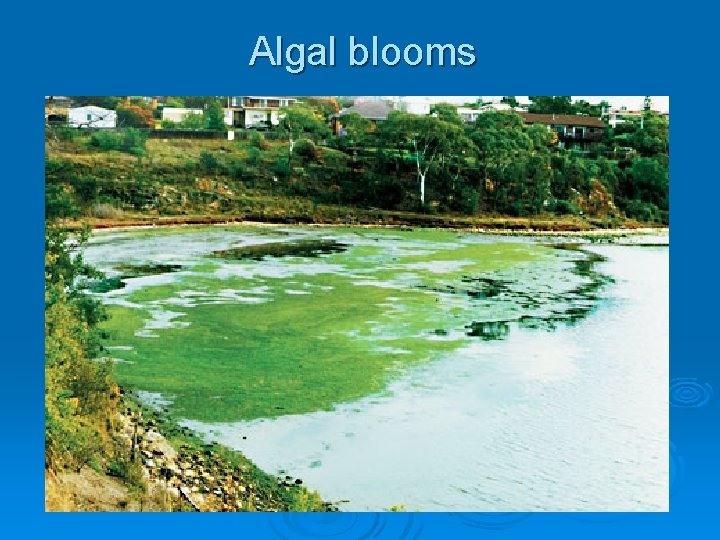 Algal blooms Algal blooms