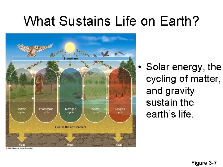 What Sustains Life on Earth? • Solar energy, the cycling of matter, and gravity